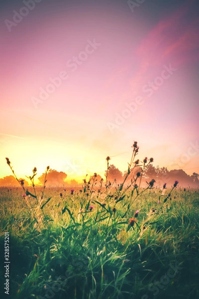 Fototapeta sunset over field, Sunset or sunset on a spring meadow in Germany.  Lush green, great colors in the sky and a spider web in the foreground