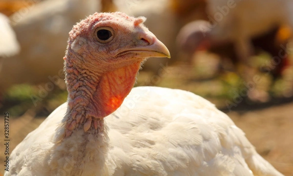 Obraz Pute aus Freilandhaltung