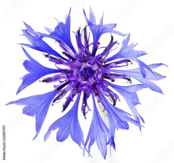 Obraz Cornflower on the white background.