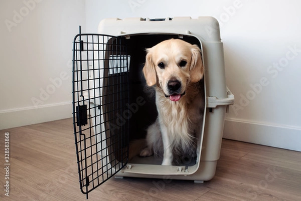Obraz Large dog golden retriever in the airline cargo pet carrier waiting at the airport