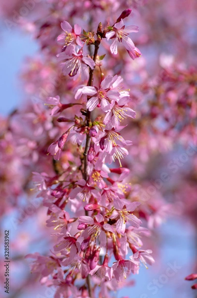 Fototapeta Prunus okame flowering early spring ornamental tree, beautiful small pink flowers in bloom