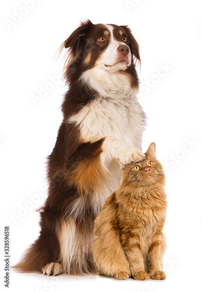 Obraz Cat and dog isolated on white background