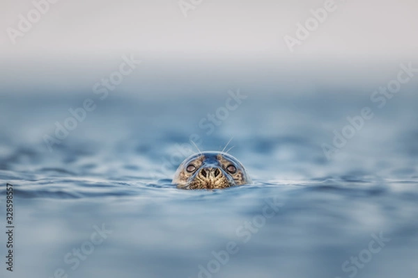 Fototapeta Curious grey seal with head above the surface