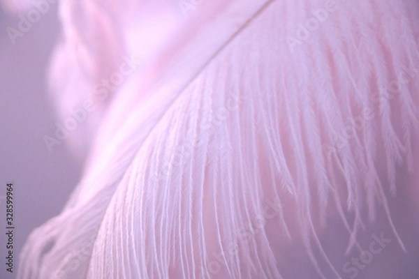 Fototapeta Delicate background with pink ostrich feather in light blur