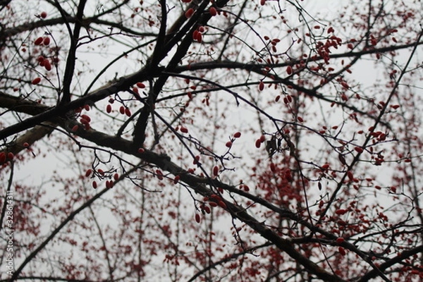 Fototapeta 붉은 열매