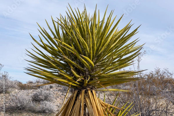 Obraz Yucca schidigera Mojave yucca in desert