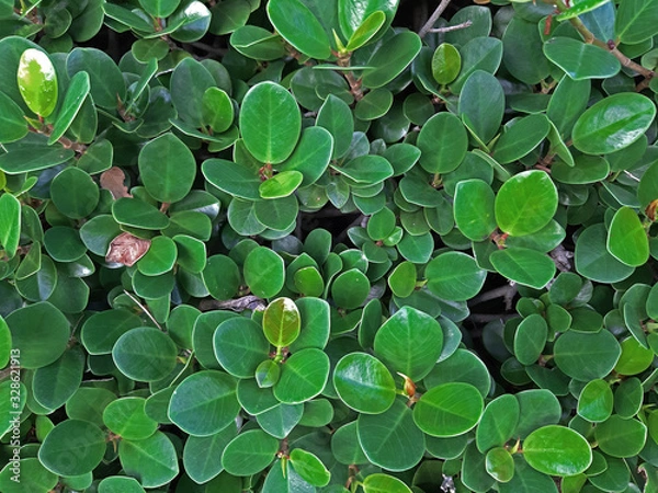 Fototapeta closed up MORACEAE