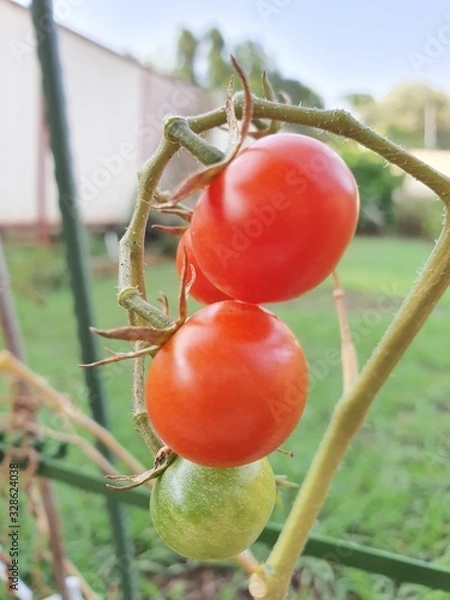 Fototapeta red tomatoes on the vine
