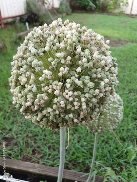 Fototapeta Flowering Leek