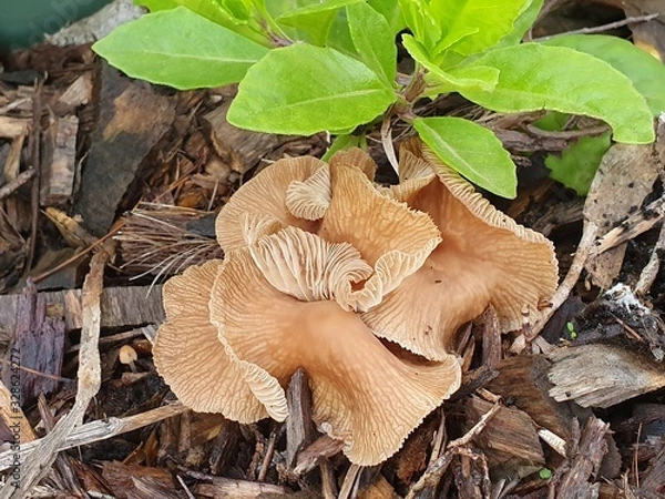 Fototapeta Wild mushrooms in the garden