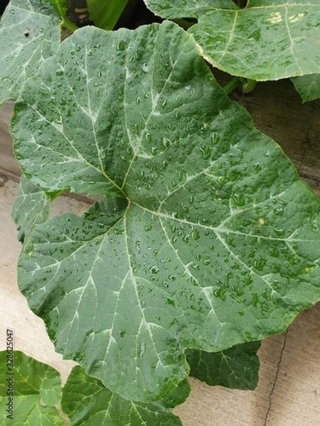 Fototapeta Leaf of a pumpkin plant