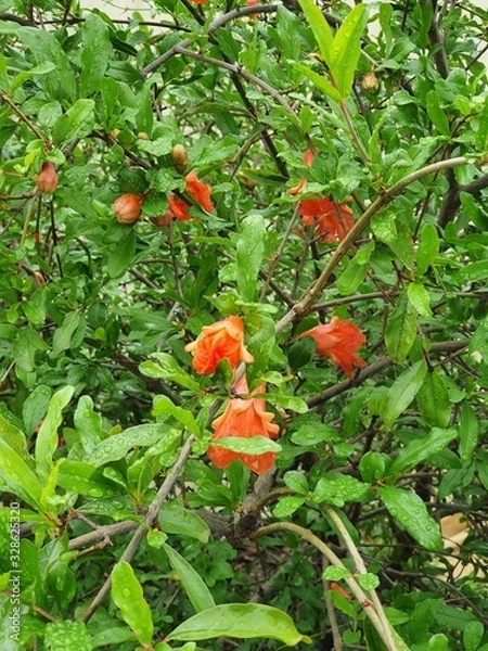 Fototapeta Pomegranate flowers in tree