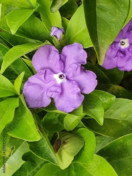 Fototapeta Yesterday Today Tomorrow flower