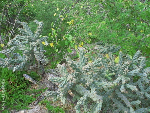 Fototapeta moss on wall