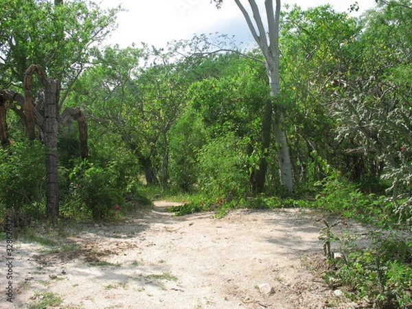 Fototapeta road in forest