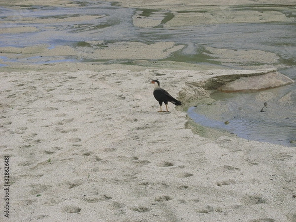 Fototapeta bird on the beach