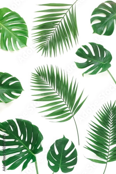 Obraz tropical green palm, monstera leaves , branches pattern  isolated on a white background. top view.copy space.abstract.