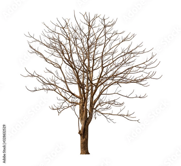 Fototapeta Isolated tree in winter with no leaves on white background