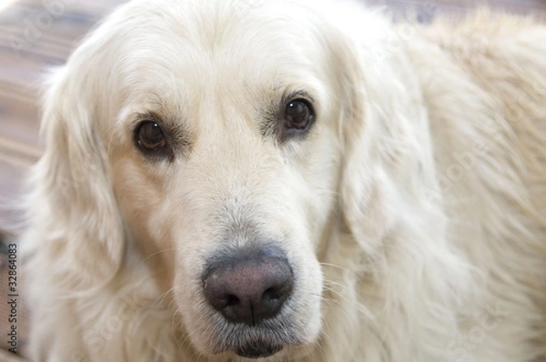 Obraz pies rasy goldenretriver