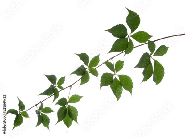 Fototapeta Wild vine branch with green leaves isolated on white background