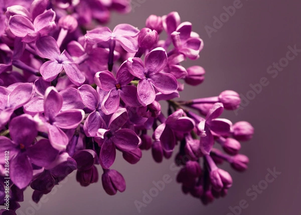 Obraz Lilac closeup
