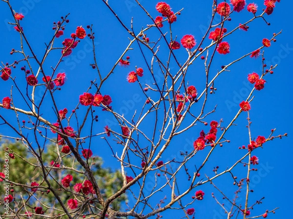 Fototapeta 【静岡県伊豆市】紅梅の花【修善寺梅林】