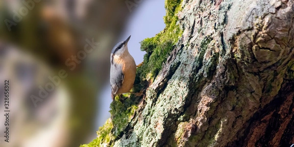 Obraz Eurasian nuthatch in the beautiful green forest