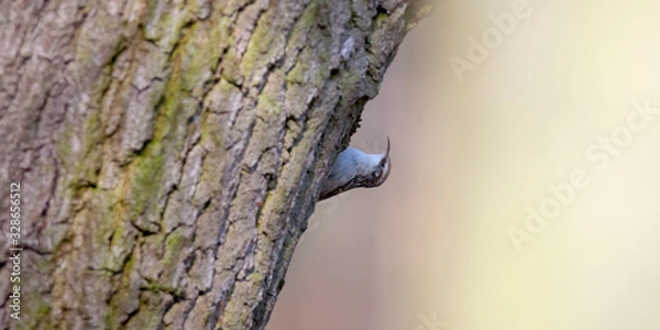 Obraz eurasian tree creeper in the beautiful green forest