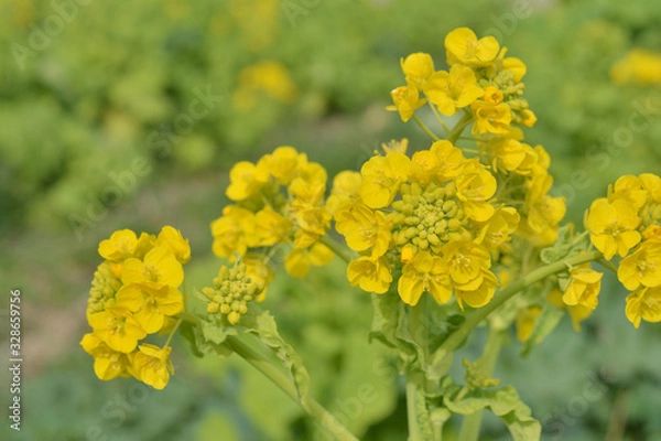 Fototapeta なのはな