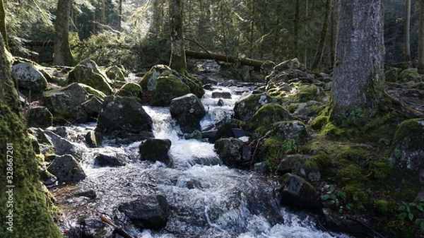 Obraz ruisseau forêt rocher 