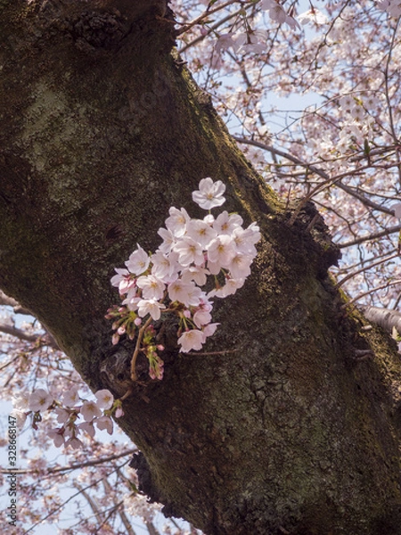 Obraz 可憐に咲く桜