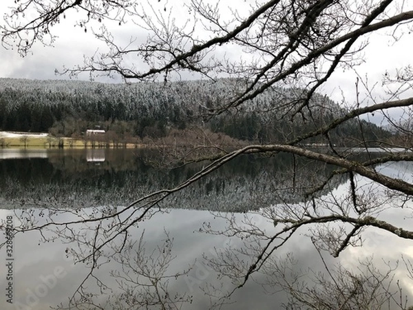 Fototapeta branche nature lac reflet