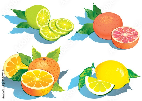 Fototapeta Set of citrus fruits - lemon, orange, grapefruit and lime.