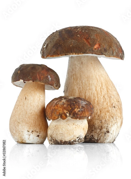 Obraz Trzy grzyby Boletus Edulis