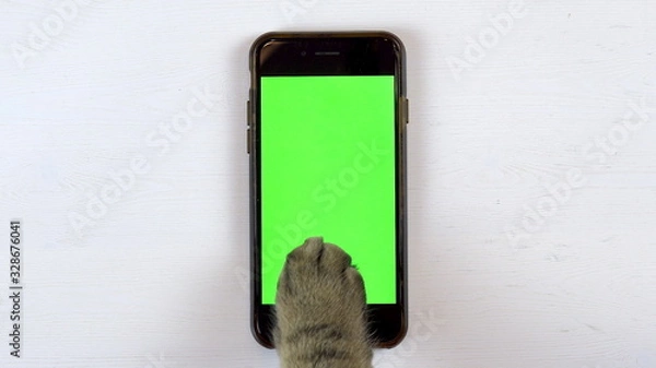 Fototapeta The cat uses a phone. Close-up of cat's paw typing on the smartphone. Phone with a green background.