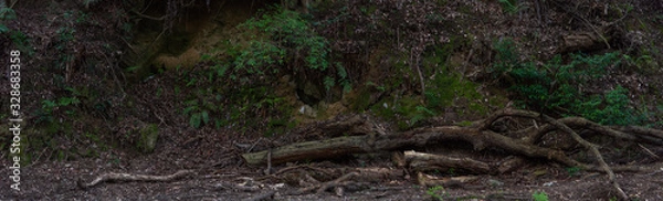 Fototapeta 古い木