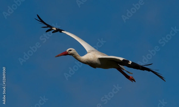 Obraz Come fly with me, a stork