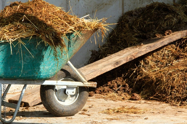 Fototapeta Na farmie