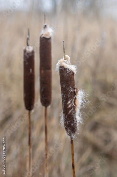 Obraz Last Years bulrush