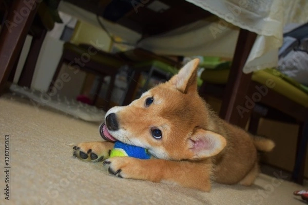 Fototapeta 柴犬にこちゃん