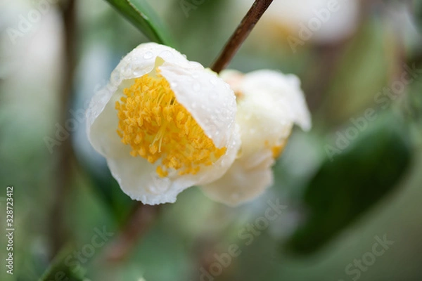 Obraz The camellia of the mountain where tea is grown is in bloom, and the white flowers are with water drops