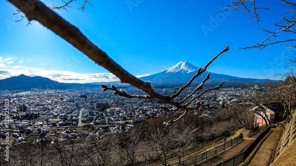 Fototapeta A few tree branches with flower buds on disturbing a clear, distant view on Mt Fuji in Japan on a clear, wintery day. The top parts of the volcano are covered with a layer of snow. Holly mountain