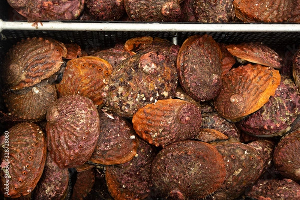 Fototapeta Wild Caught Abalone
