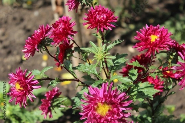 Fototapeta beetroot chrysanthemum