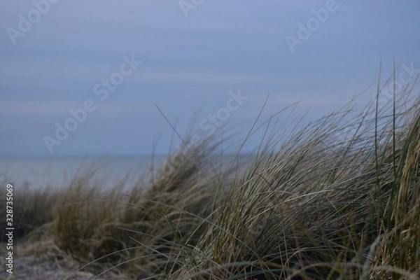 Fototapeta grass on the beach