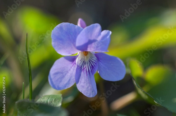 Fototapeta タチツボスミレ