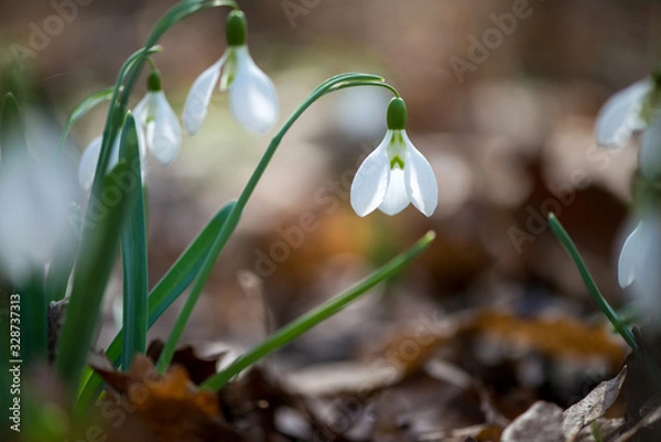 Obraz Close up of snowdrop flowers blooming in sunny spring day - selective focus, copy space