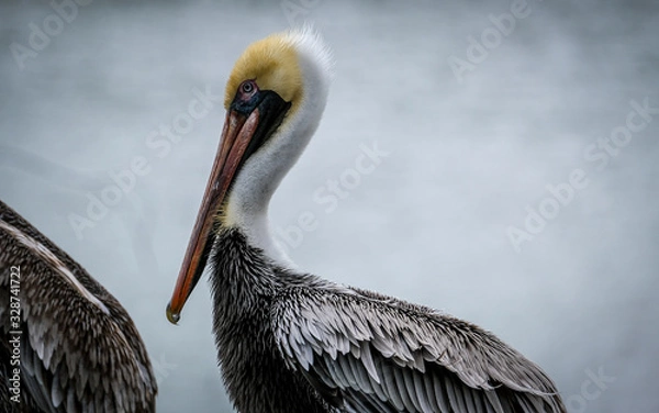 Obraz Pelican close up
