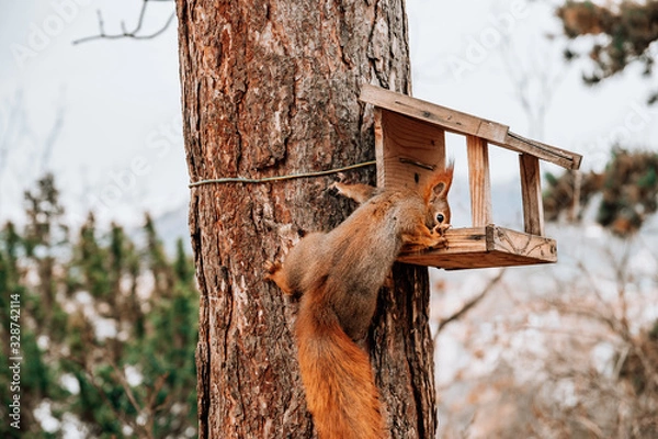 Obraz Red squirrel using feeder box house in the park