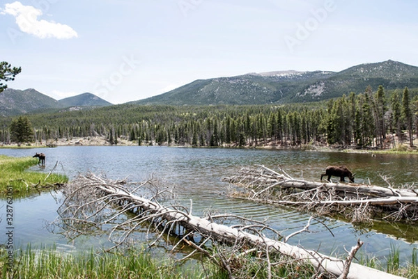 Fototapeta Springtime in the Rockies with two moose drinking from a lake. In the background is a pine forest and distant blue green mountains